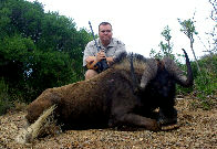 Black Wildebeest