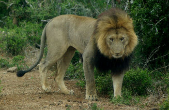 Lion in Addo Park